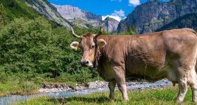 Cow stuns scientists by using tools